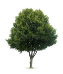 44,437 Linden Stock Photos - Free & Royalty-Free Stock Photos from Dreamstime