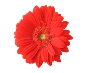 Red Gerbera Mandala Flower Kaleidoscopic Isolated on White Stock Photo - Image of beautiful, circle: 35321752 Red Gerbera Mandala... 