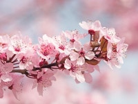 443,809 Cherry Blossom Stock Photos - Free & Royalty-Free Stock Photos from Dreamstime