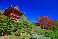 147,534 Tea Garden Stock Photos - Free & Royalty-Free Stock Photos from Dreamstime