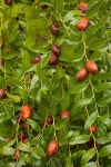 16,069 Jujube Stock Photos - Free & Royalty-Free Stock Photos from Dreamstime