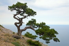 24,044 Juniper Tree Stock Photos - Free & Royalty-Free Stock Photos from Dreamstime