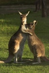 985 Skippy Stock Photos - Free & Royalty-Free Stock Photos from Dreamstime