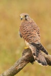 Kestrel stock photo. Image of nature, falcon, kestrel - 22935240