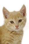 Orange baby stock photo. Image of orange, nose, whiskers - 994002