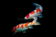 10,316 Black Koi Fish Stock Photos - Free & Royalty-Free Stock Photos from Dreamstime