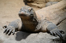500,851 Portrait Animals Stock Photos - Free & Royalty-Free Stock Photos from Dreamstime