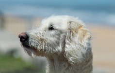 3,814 Labradoodle Stock Photos - Free & Royalty-Free Stock Photos from Dreamstime