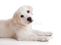3,744 Retriever Cream Stock Photos - Free & Royalty-Free Stock Photos from Dreamstime
