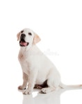 9,367 Cream Puppy Stock Photos - Free & Royalty-Free Stock Photos from Dreamstime