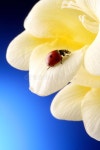 Flower stock image. Image of color, fragility, beautiful - 18045653