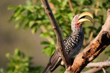 1,093,636 Beak Stock Photos - Free & Royalty-Free Stock Photos from Dreamstime - Page 4