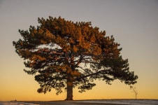 10,334 Elm Tree Stock Photos - Free & Royalty-Free Stock Photos from Dreamstime