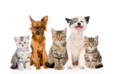 1,721 Group Cats Dogs Stock Photos - Free & Royalty-Free Stock Photos from Dreamstime