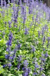 Lavender stock photo. Image of lavender, purple, fragrance - 27734534
