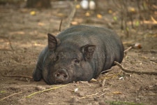 885 Lazy Pig Stock Photos - Free & Royalty-Free Stock Photos from Dreamstime