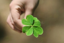54,338 Clover Leaf Stock Photos - Free & Royalty-Free Stock Photos from Dreamstime