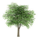 Cedar Tree Stock Illustrations – 20,359 Cedar Tree Stock Illustrations, Vectors & Clipart - Dreamstime