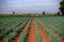 65,097 Leek Stock Photos - Free & Royalty-Free Stock Photos from Dreamstime - Page 3