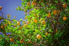 Lemon tree stock photo. Image of cultivated, freshness - 59091808