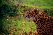 Leopard with Green Background Stock Photo - Image of hair, safari: 48369266