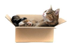 34,800 Box Cat Stock Photos - Free & Royalty-Free Stock Photos from Dreamstime
