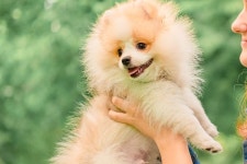 Little Spitz Puppy in People Arms Stock Image - Image of female, animal: 195658561
