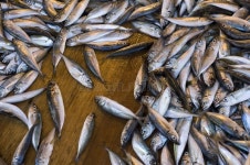 Live Horse Mackerel stock photo. Image of seafood, turkey - 8304780