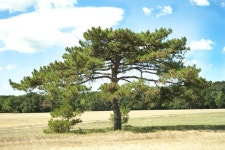 Lone pine tree stock image. Image of color, pine, hill - 84557283