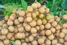 10,543 Longan Fruit Stock Photos - Free & Royalty-Free Stock Photos from Dreamstime