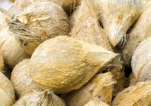 Coconut Texture. In Organic Farm. A Lot Or Heap Of Fresh Tasty Coconuts Stock Photo - Image of fruit, group: 145923788
