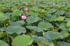 Lotus stock illustration. Illustration of aquatic, green - 353142294