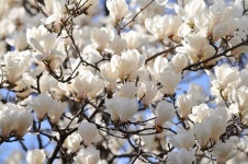 Plum Blossom stock photo. Image of horticulture, white - 7203578