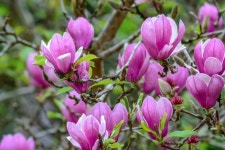 3,330,449 Pink Nature Stock Photos - Free & Royalty-Free Stock Photos from Dreamstime