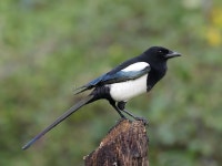 Magpie, Pica pica stock image. Image of black, nature - 32524405