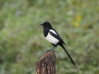 Magpie, Pica pica stock photo. Image of britain, farmland - 36653490