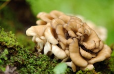 982 Maitake Stock Photos - Free & Royalty-Free Stock Photos from Dreamstime