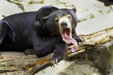 1,049 Malayan Sun Stock Photos - Free & Royalty-Free Stock Photos from Dreamstime