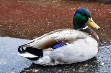 (Skornstein3) - Photos  (Skornstein3) - Photos