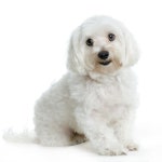 Maltese dog stock photo. Image of grooming, isolated, animal - 2328770