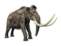 Mammoth stock illustration. Illustration of mammoth, research - 27864804