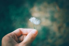Hand Holding Wild Flowers Picture. Image: 3134832