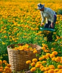 Collection of Marigold Photos - Dreamstime ID:35473 Collection of Marigold  Photos