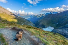 4,400 Alpine Marmot Stock Photos - Free & Royalty-Free Stock Photos from Dreamstime