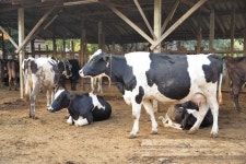 350,685 Cow Stock Photos - Free & Royalty-Free Stock Photos from Dreamstime - Page 177