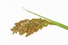 Millet Isolated on White Background Stock Photo - Image of human, concept: 44496026 Millet Isolated On White Background Stock... 
