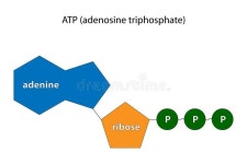 Atp Stock Illustrations – 1,146 Atp Stock Illustrations, Vectors & Clipart - Dreamstime
