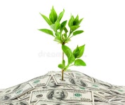 Coins, Dollars and Plant Isolated Stock Image - Image of branch, flower: 10760763 Coins, Dollars And Plant Isolated Stock Image... 