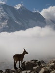 235,235 Goat Stock Photos - Free & Royalty-Free Stock Photos from Dreamstime - Page 12