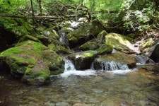 390,483 Moss Stock Photos - Free & Royalty-Free Stock Photos from Dreamstime - Page 999